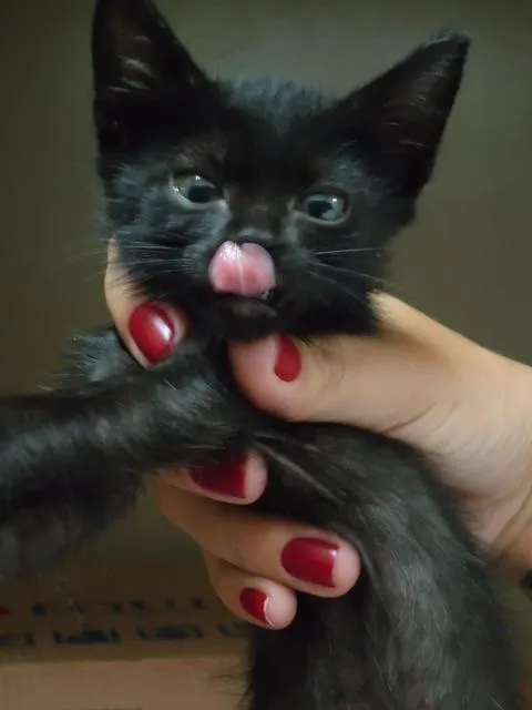 Gato ra a Vermifugado idade 7 a 11 meses nome CASTRADOS Dourados