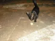 Filhotes para adoção