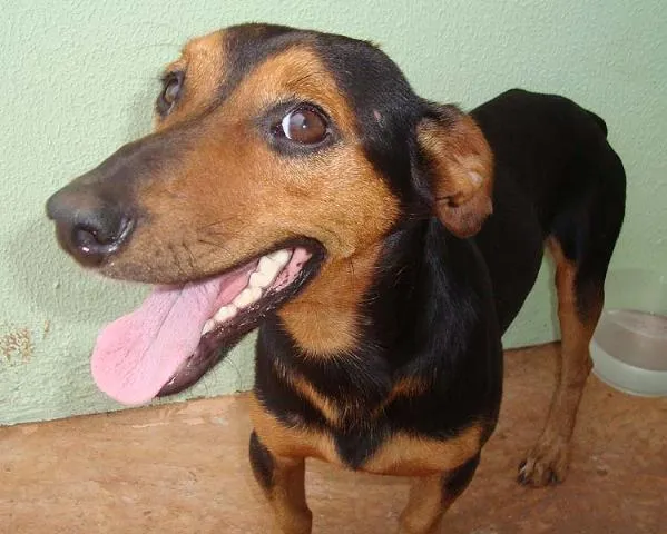 Cachorro ra a Basset mest idade 2 anos nome Lindo e Companheiro