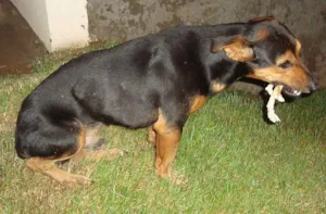 Cachorro raça Basset mest idade 2 anos nome Lindo e Companheiro