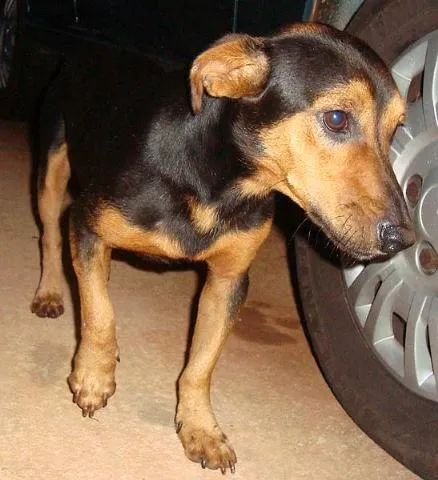 Cachorro ra a Basset mest idade 2 anos nome Lindo e Companheiro