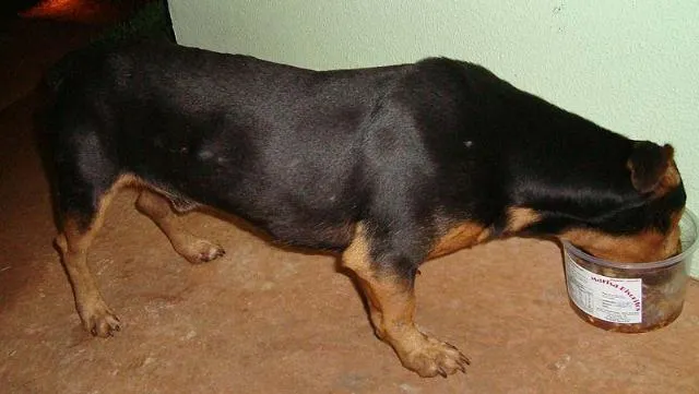 Cachorro ra a Basset mest idade 2 anos nome Lindo e Companheiro