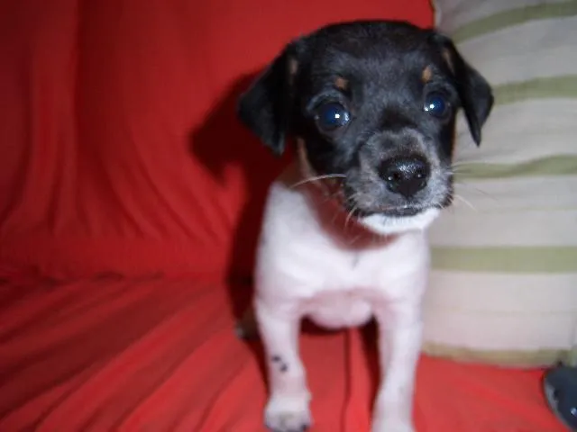 Cachorro ra a Srd idade Abaixo de 2 meses nome Sem nome