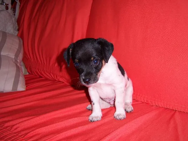 Cachorro ra a Srd idade Abaixo de 2 meses nome Sem nome