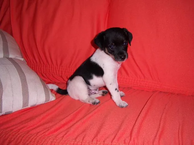 Cachorro ra a Srd idade Abaixo de 2 meses nome Sem nome