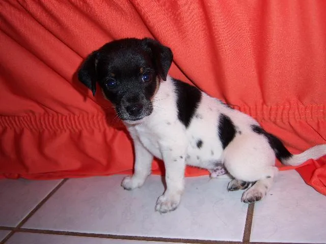 Cachorro ra a Srd idade Abaixo de 2 meses nome Sem nome