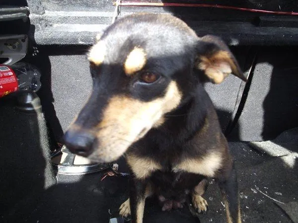 Cachorro ra a SRD idade 2 anos nome Princesa URGENTE !