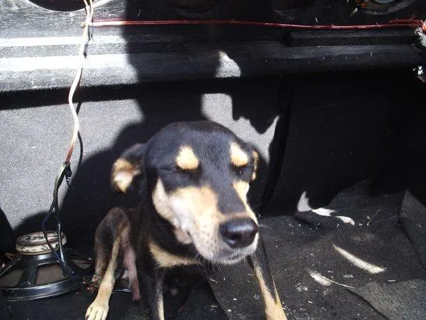 Cachorro ra a SRD idade 2 anos nome Princesa URGENTE !