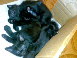 Gato raça SRD idade 2 a 6 meses nome Vários Gatos para a