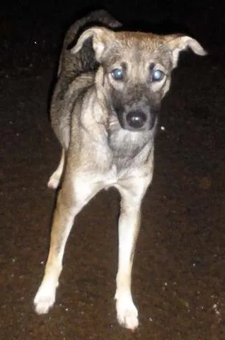 Cachorro ra a SRD idade 1 ano nome Urgente para DOAÇÃO