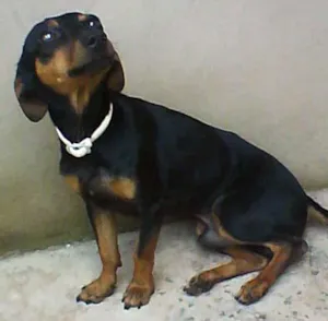 Cachorro raça SRD idade 1 ano nome Pincher Mest