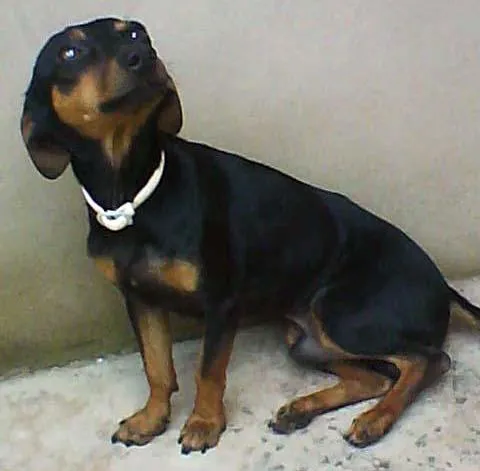 Cachorro ra a SRD idade 1 ano nome Pincher Mest