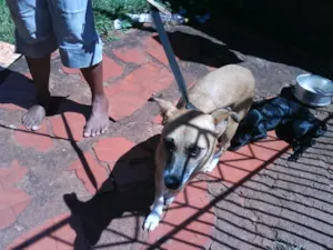 Cachorro raça SRD idade 1 ano nome ( PRINCESA ) Já est