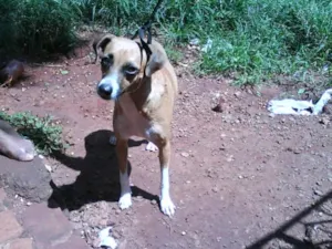 Cachorro raça SRD  idade 1 ano nome ( MEG ) BOA PARA CO