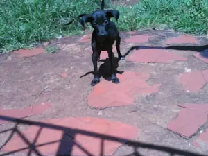 Cachorro raça srd idade Abaixo de 2 meses nome (FILHOTE) sem nome