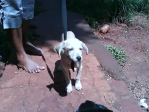 Cachorro raça SRD idade 2 a 6 meses nome ( PINGO )