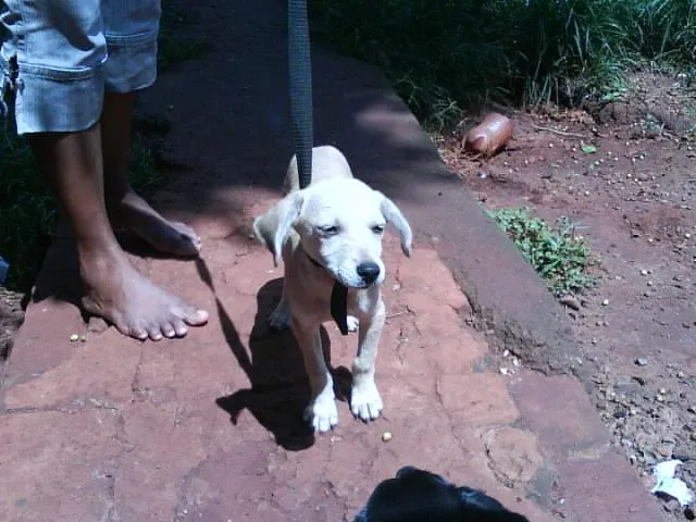 Cachorro ra a SRD idade 2 a 6 meses nome ( PINGO )