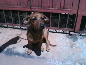 Cachorro raça COFAP idade 2 a 6 meses nome ( MEL )