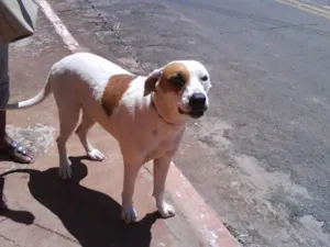 Cachorro raça SRD idade  nome ( SEM NOME )