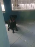 (LABRADOR FÊMEA - P