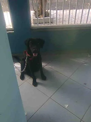 Cachorro ra a LABRADOR FÊMEA idade  nome (LABRADOR FÊMEA - P