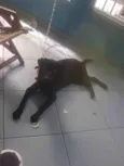 (LABRADOR FÊMEA - P