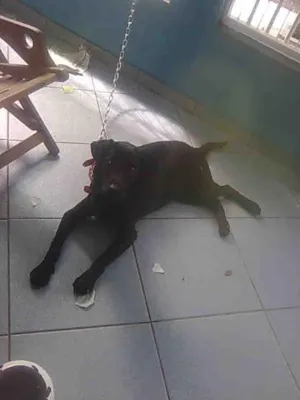 Cachorro raça LABRADOR FÊMEA idade  nome (LABRADOR FÊMEA - P