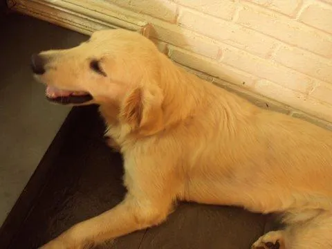 Cachorro ra a Golden Retrivier idade 2 anos nome Procura o DONO