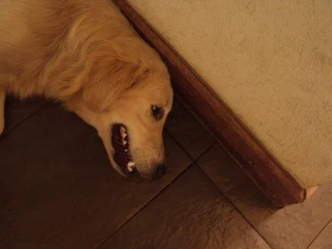 Cachorro ra a Golden Retrivier idade 2 anos nome Procura o DONO