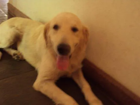 Cachorro ra a Golden Retrivier idade 2 anos nome Procura o DONO