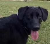 Cachorro raça Labrador Preta idade 7 a 11 meses nome PROCURA Cadela
