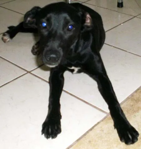 Cachorro ra a SRD idade 2 a 6 meses nome Neguinha Novinha