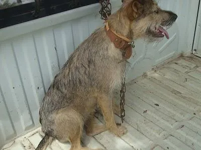 Cachorro ra a SRD idade 7 a 11 meses nome Chiquita MEIGA 