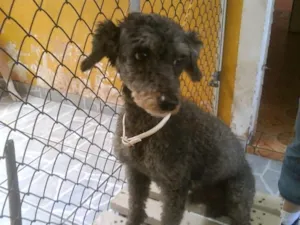 Cachorro raça POODLE idade  nome ( LUDWICK )