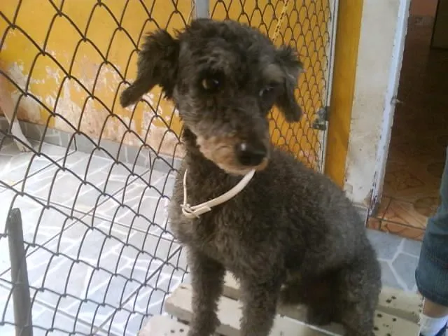 Cachorro ra a POODLE idade  nome ( LUDWICK )