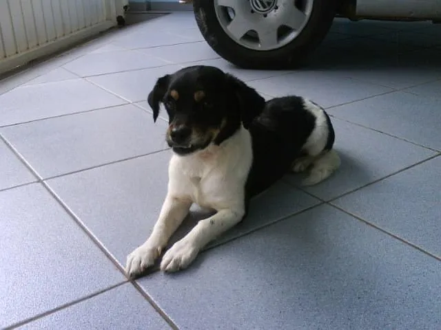 Cachorro ra a SRD - VACINADO idade 2 a 6 meses nome ( COFRE )