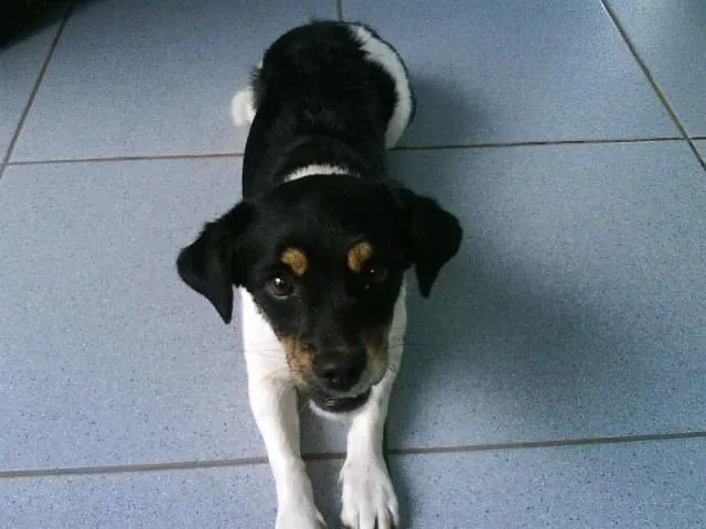 Cachorro ra a SRD - VACINADO idade 2 a 6 meses nome ( COFRE )