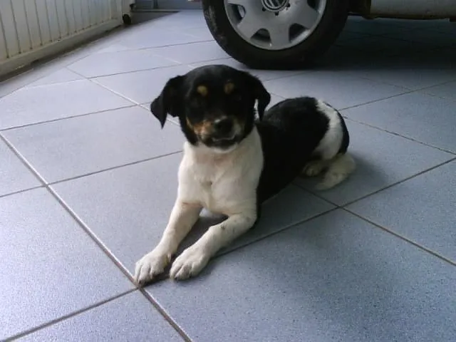 Cachorro ra a SRD - VACINADO idade 2 a 6 meses nome ( COFRE )