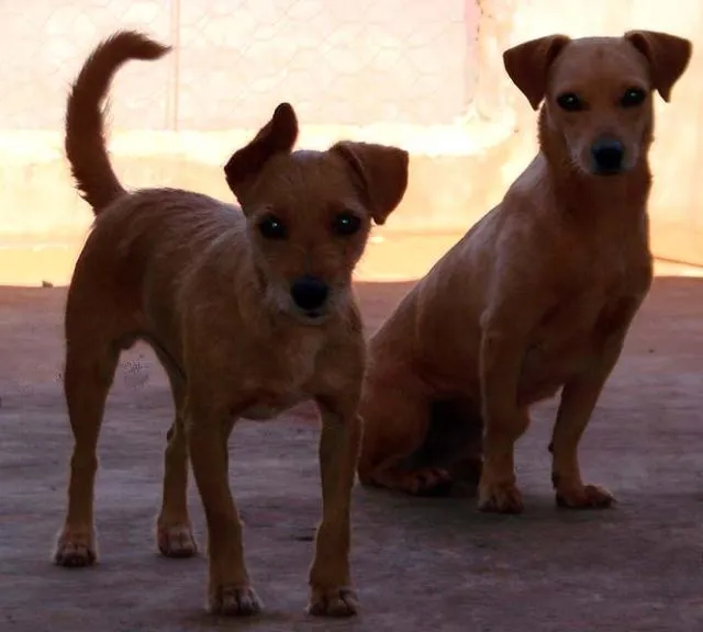 Cachorro ra a SRD para guarda  idade 1 ano nome Meigos e Carinhosos