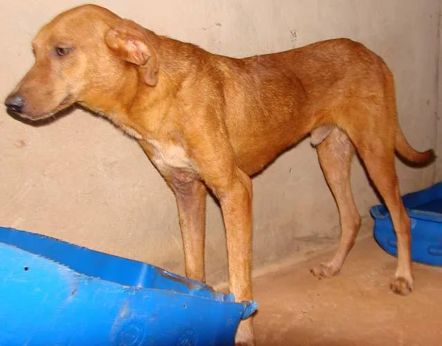 Cachorro ra a SRD para guarda  idade 1 ano nome Meigos e Carinhosos