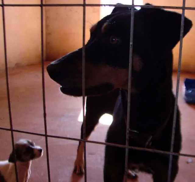 Cachorro ra a SRD para guarda  idade 1 ano nome Meigos e Carinhosos