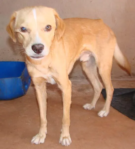 Cachorro ra a SRD para guarda  idade 1 ano nome Meigos e Carinhosos