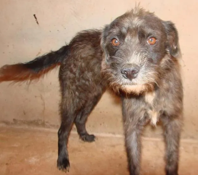 Cachorro ra a SRD para guarda  idade 1 ano nome Meigos e Carinhosos