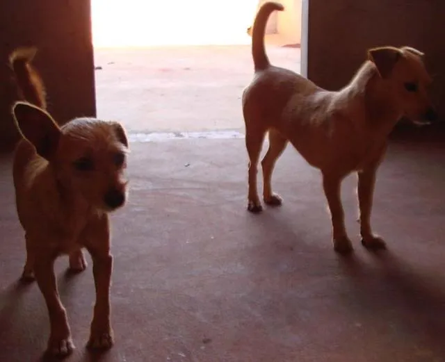 Cachorro ra a SRD para guarda  idade 1 ano nome Meigos e Carinhosos