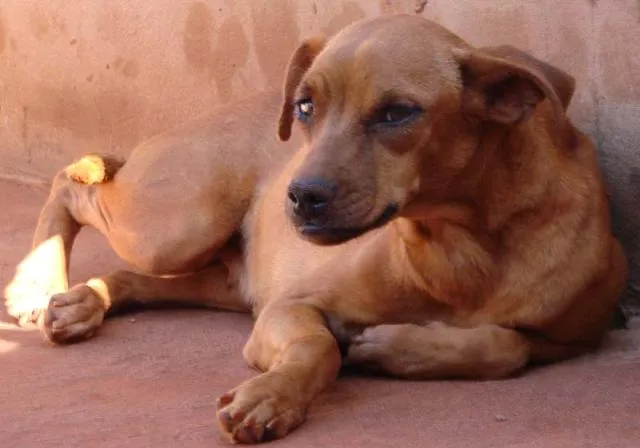 Cachorro ra a SRD para guarda  idade 1 ano nome Meigos e Carinhosos