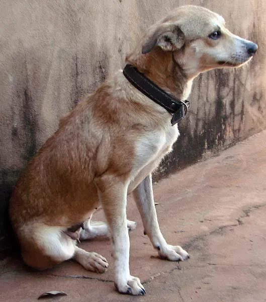 Cachorro ra a SRD para guarda  idade 1 ano nome Meigos e Carinhosos