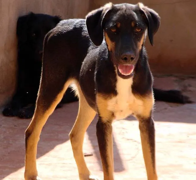 Cachorro ra a SRD para guarda  idade 1 ano nome Meigos e Carinhosos