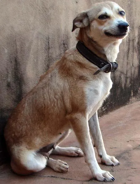 Cachorro ra a SRD para guarda  idade 1 ano nome Meigos e Carinhosos