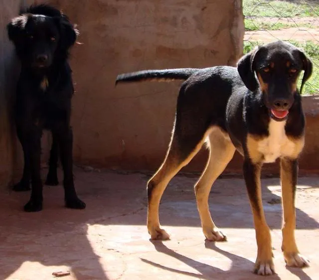 Cachorro ra a SRD para guarda  idade 1 ano nome Meigos e Carinhosos