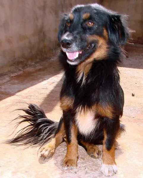 Cachorro ra a SRD para guarda  idade 1 ano nome Meigos e Carinhosos